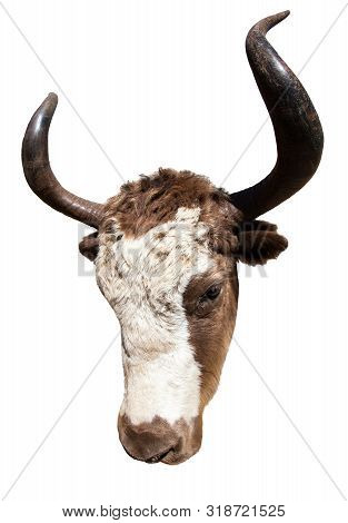 Brown And White Yak In Latin Bos Mutus Isolated On White Background, Detail Of Head, Yak Is A Farm A