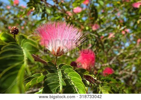 Decorative Albizia Tree Blooms In Pink Flowers