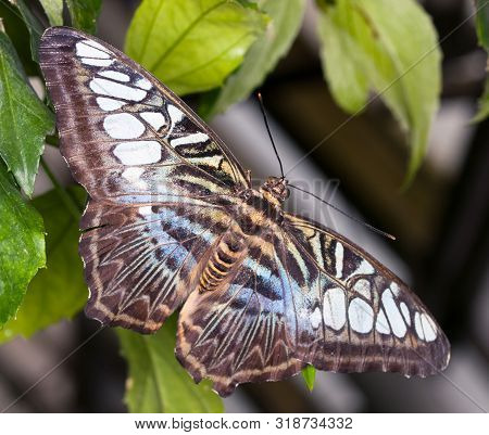 King Swallowtail - Papilio Thoas Thoas - Detail