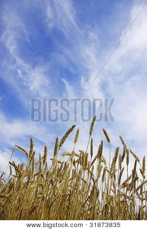 Ohren des Weizens auf einen Himmel Hintergrund