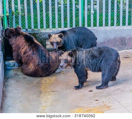 Two Adult Asiatic Black Bears Wait For Brown Bear To Get Drink Of Water In Corner Of Cage At Local Z