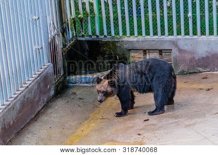 Adult Asiatic Black Bear Standing In Corner Of Cage At Local Zoo.