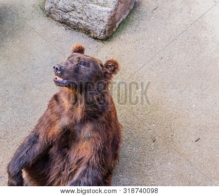 Adult Brown Bear In Cage Sitting Upright In Front Of Boulder Looking Up At Something At Local Zoo.