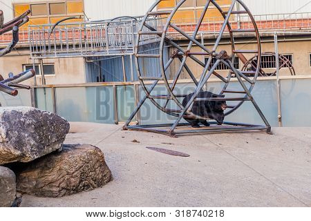 Asiatic Black Bear Laying On Metal Exercise Wheel On Hot Afternoon At Local Zoo.
