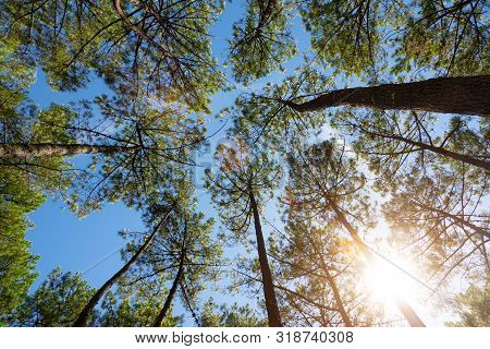 Silent Forest In Spring With Beautiful Bright Sun Rays