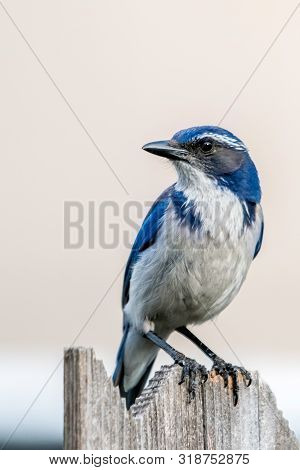 Blue Jay With Blue And White Feathers Sitting On Branch On The Look Out
