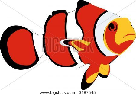 Pesce pagliaccio