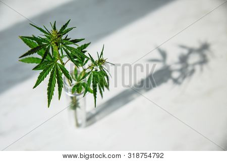 Cannabis Leaf And Bush In Vitro. Cannabis Cultivation Concept For Oil, Medical Purposes.