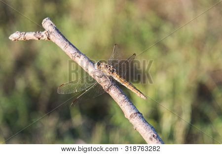 Beautiful Dragonfly On A Tree Branch. Dragonfly With Wings Open. Dragonfly Wallpaper. Explore Nature
