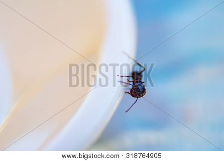 Ants At The Kitchen. Black Ant On A White Background. Messor Structor On The Plate