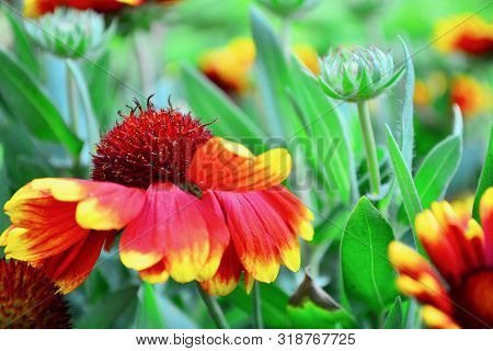 Close-up Photo Of Flowering Gaillardia Arisona Sun (gaillardia Arizonica) With Vivid Red And Yellow 