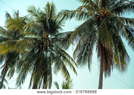 Vintage Toned Different Palm Trees, Vacation Concept. Palm Grove On The Island. Coastal Lawn Under A