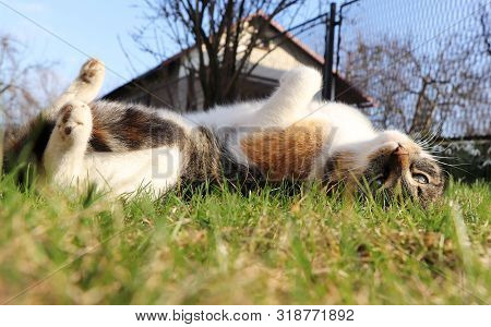 Frolicsome In The Garden. Funny Movements. Domestic Kitten Lie Around At Hot Days. Felis Catus Domes