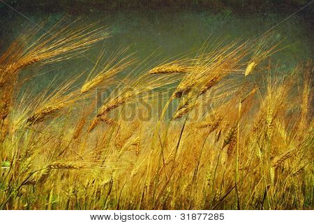  Ohren des Weizens auf Grunge hintergrund