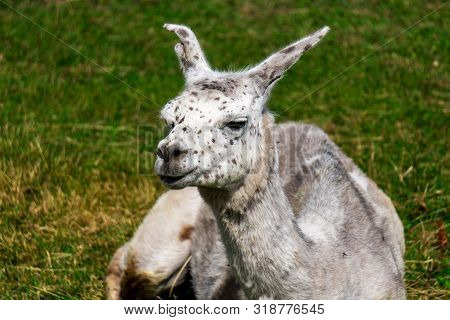 Cute Grey And White Trimmed Alpaca On The Alpaca Farm Near Parnu Town In South Estonia.