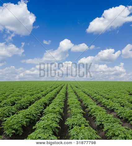 potatis fältet under blå himmel