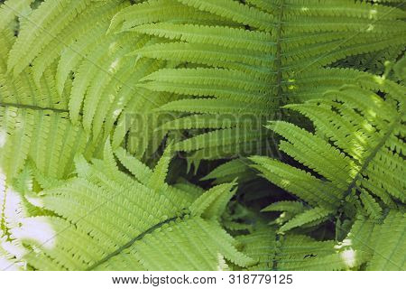 Fern (polypodiophyta) With Green Leaves Texture Background, Plants In A Garden