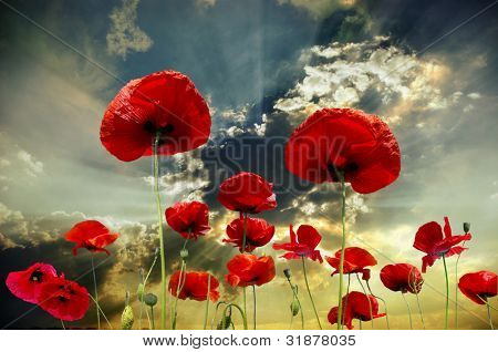 Papavero fiore nel cielo