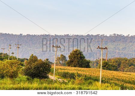 Field Of Corn Before Harvest And Tree , Pole Near Mountain.