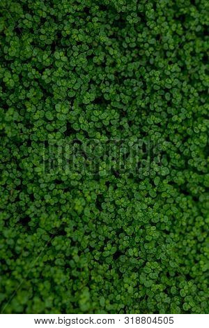 Full Frame Shot Of Ground Ivy, Textured Background