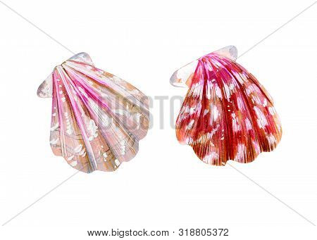 Set Of Two Isolated Sea Scallops. Pink And Nacreous Pectinidae Clam. Nature Of The Ocean. Underwater