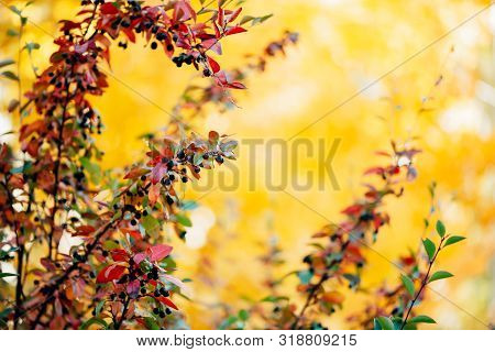 Bearberry Shrub With Autumn Leaves In Sunset Close-up. Fall Multicolor Leaves Of Green Red Colors. B