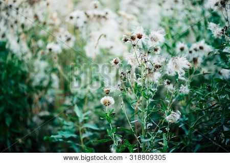 Overblown Buds Of Cirsium Heterophyllum. Blooming Thistle On Green Bokeh Background. Scenic Backdrop
