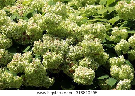 Densely Planted Bunches Of Light Green Flowers Of Hydrangea Or Hortensia Garden Shrub Fully Open Blo