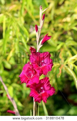 Gladiolus Or Sword Lily Perennial Cormous Flowering Plant With Sword Shaped Large Open And Closed Vi