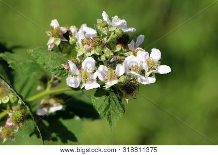 Red Raspberry Or Rubus Idaeus Or Raspberry Or European Raspberry Perennial Plant Single Branch Full 