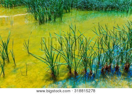  Marsh grass grows picturesquely in still waters of the source Zin. Sunny spring day. Creek Zin flows through the canyon Ein Avdat in the Negev desert. The concept of ecological and phototourism