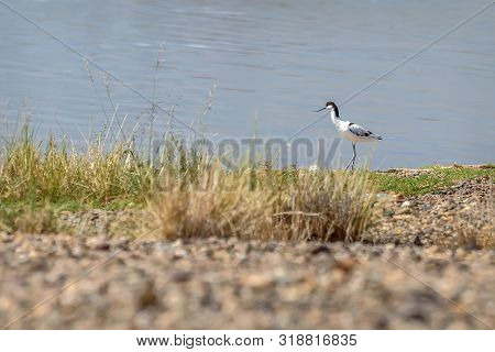 Cute Bird Avosetta (recurvirostra Avosetta) With Curved Beak Close-up On The Lake In Summer