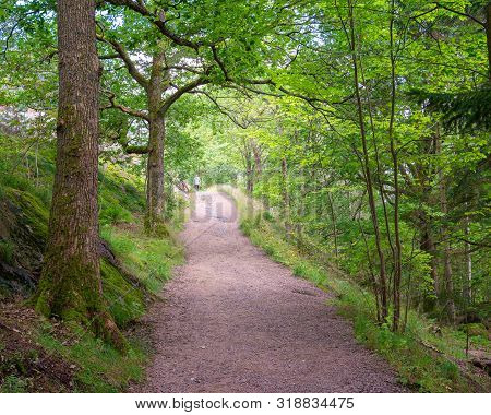 Trekking Track Amidst Green Canopy Of Trees Andcalm Water Stream