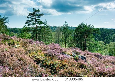 Green Trees With Blue Sky In The Backgound And Pink Red Violet Heather As Foreground