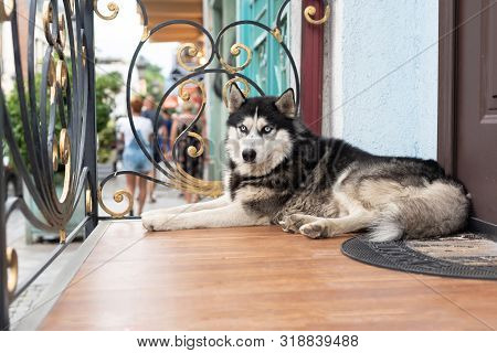 Majestic Portrait Of Grey Black Purebred Husky Dog Lying At The Entrance Of The Home. Dog At The Por