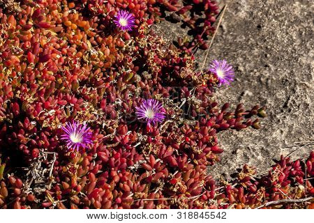 Succulents With Pink Flowers Grow On Scanty Stony Soil. Red Center In The Australian Desert, Outback