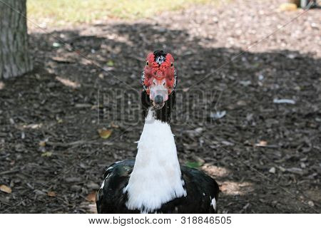 Muscovy Ducks, Male/female Muscovy Ducks. Ducks In The Water.
