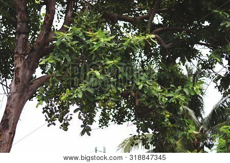 Branch Of A Tree And It's Green Leafs