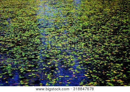 Water Pods Are In The Lake - Full Of Water Pods.