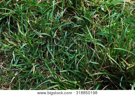 Green Beautiful Natural Grass Into The Field