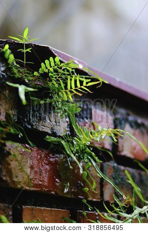 Ferns Are On The Wall In A Rainy Season