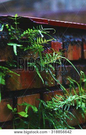 Ferns Are On The Wall In A Rainy Season