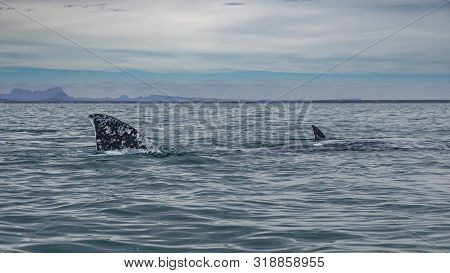 Grey Whale Surfaces In Baja California On Mexico's Pacific Coast