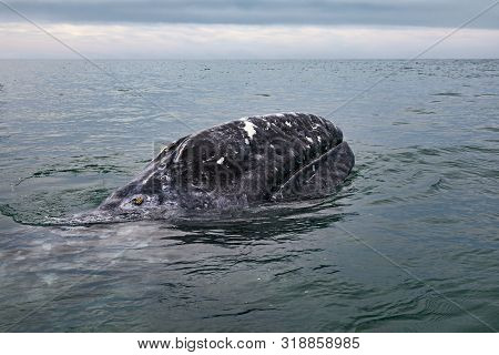 Grey Whale Surfaces In Baja California On Mexico's Pacific Coast