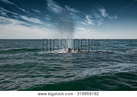 Grey Whale Surfacing And Sprouting Water