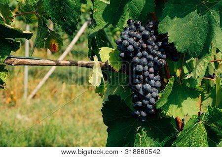 Charbono Grapes Growing In Vineyards. Beautiful Blue Grape Cluster With Green Leaves, Close Up. Spac