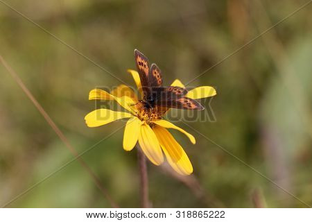 Piedmont Ringlet Butterfly, Erebia Meolans