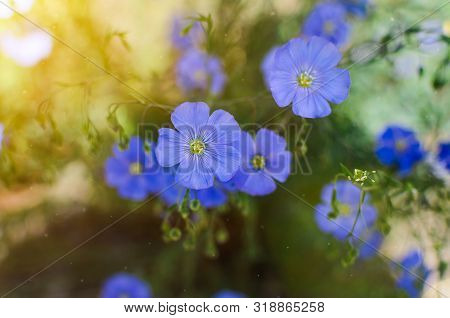 Blue Forget-me-not Flowers Lat.myosotis In The Garden