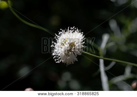 Flower Of Cephalaria Leucantha