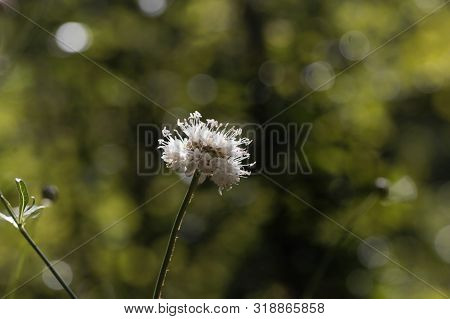 Flower Of Cephalaria Leucantha